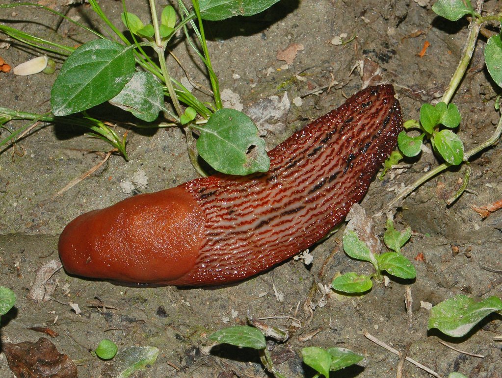 Limax cf dacampi da Cerreto (AL)